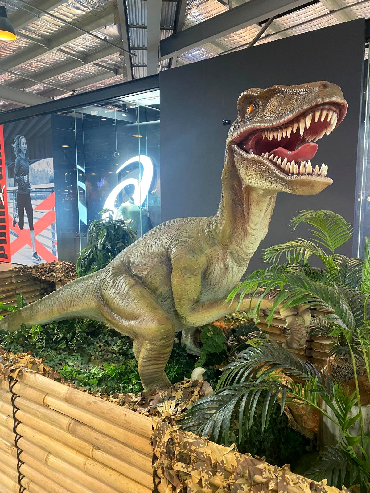 Close-up detail of a life-size raptor dinosaur prop